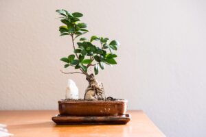 living room, quiet, houseplant, bonsai tree, living room, living room, living room, living room, living room