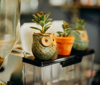 A cozy close-up of succulents in owl and clay pots, perfect for home decor inspiration.